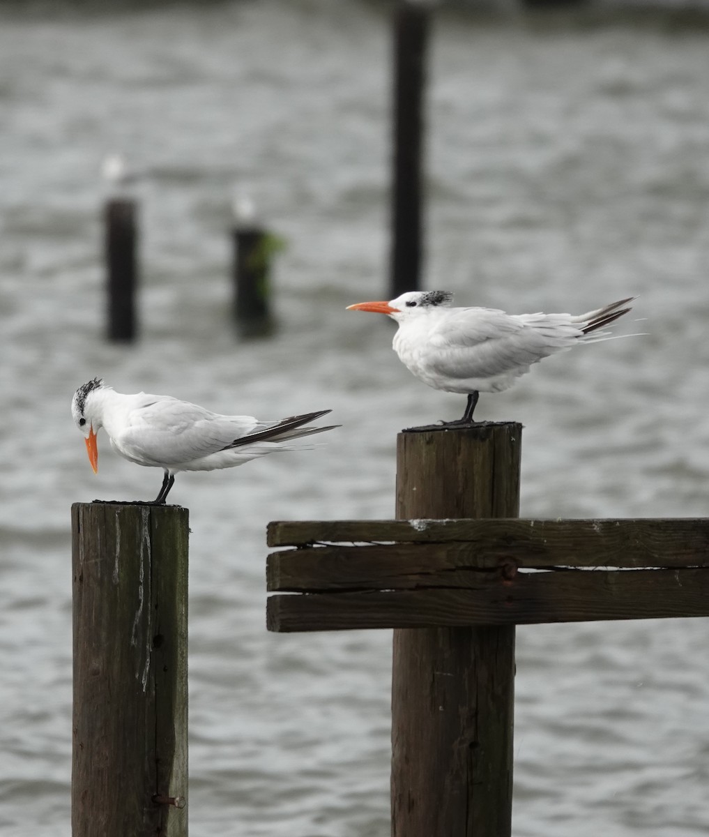 Royal Tern - ML644161409