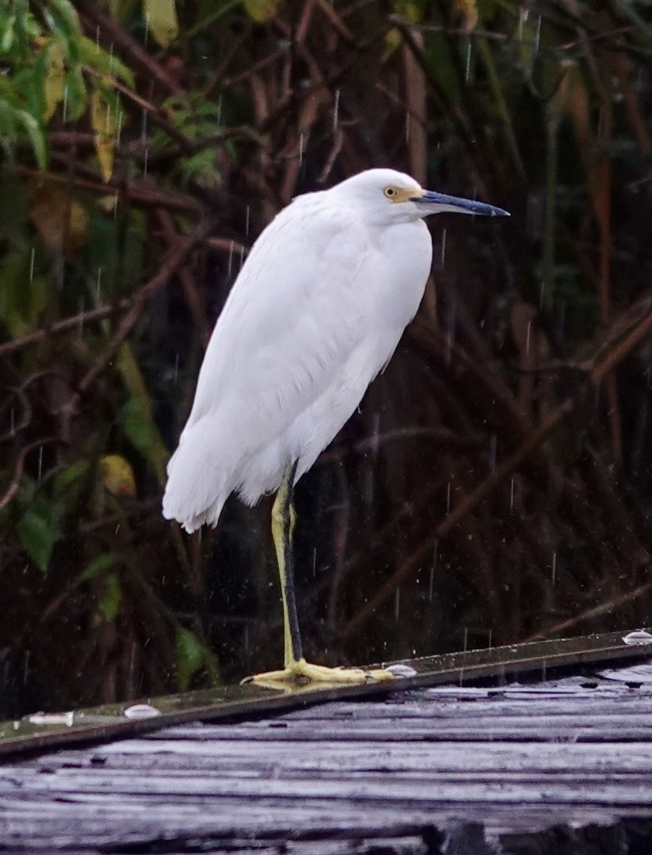 Snowy Egret - ML644161427
