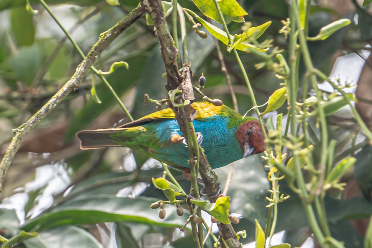 Bay-headed Tanager - ML644161430