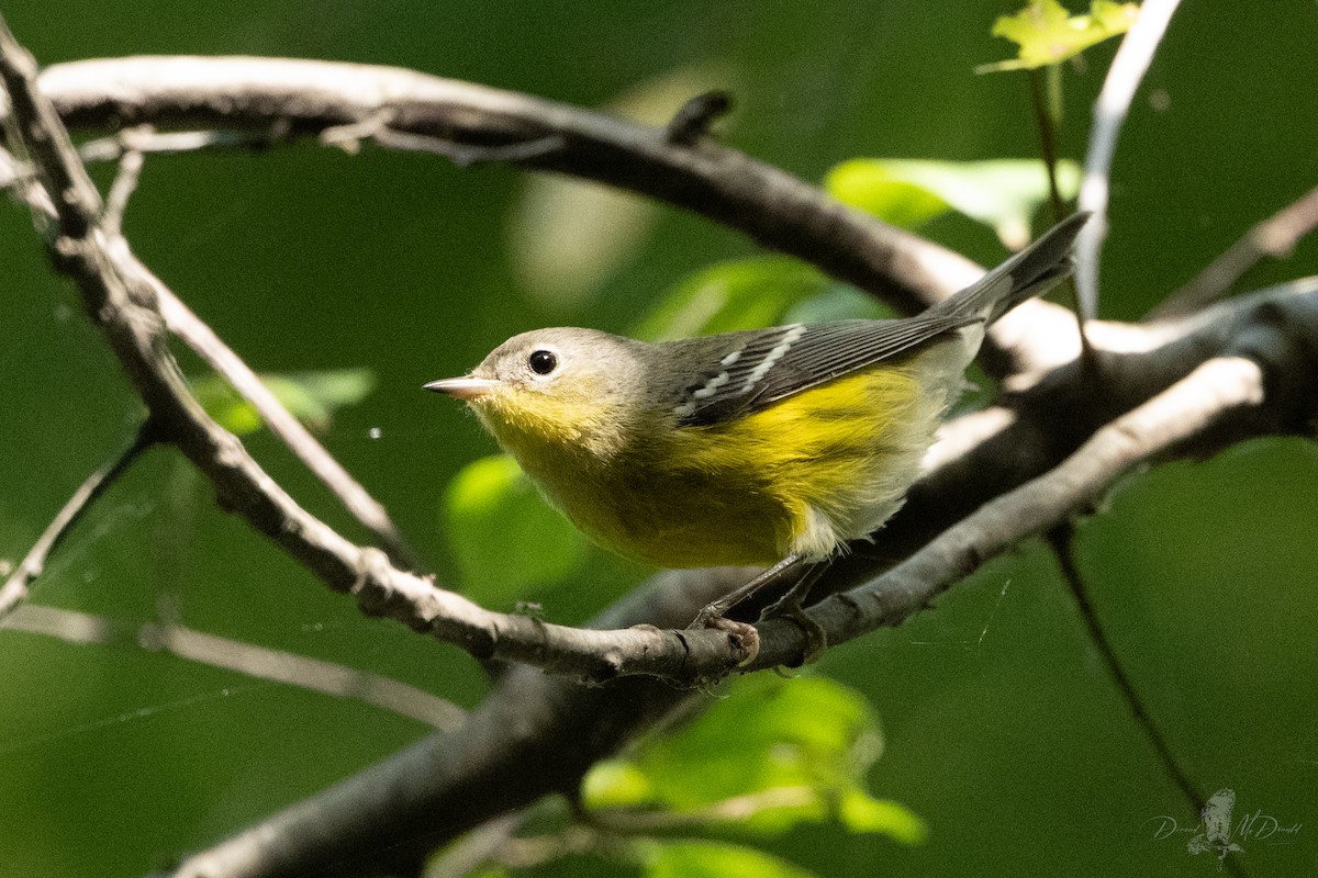 Magnolia Warbler - ML644161431