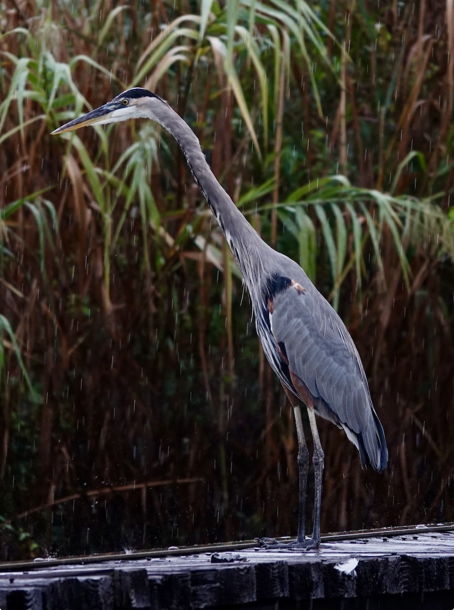 Great Blue Heron - ML644161433