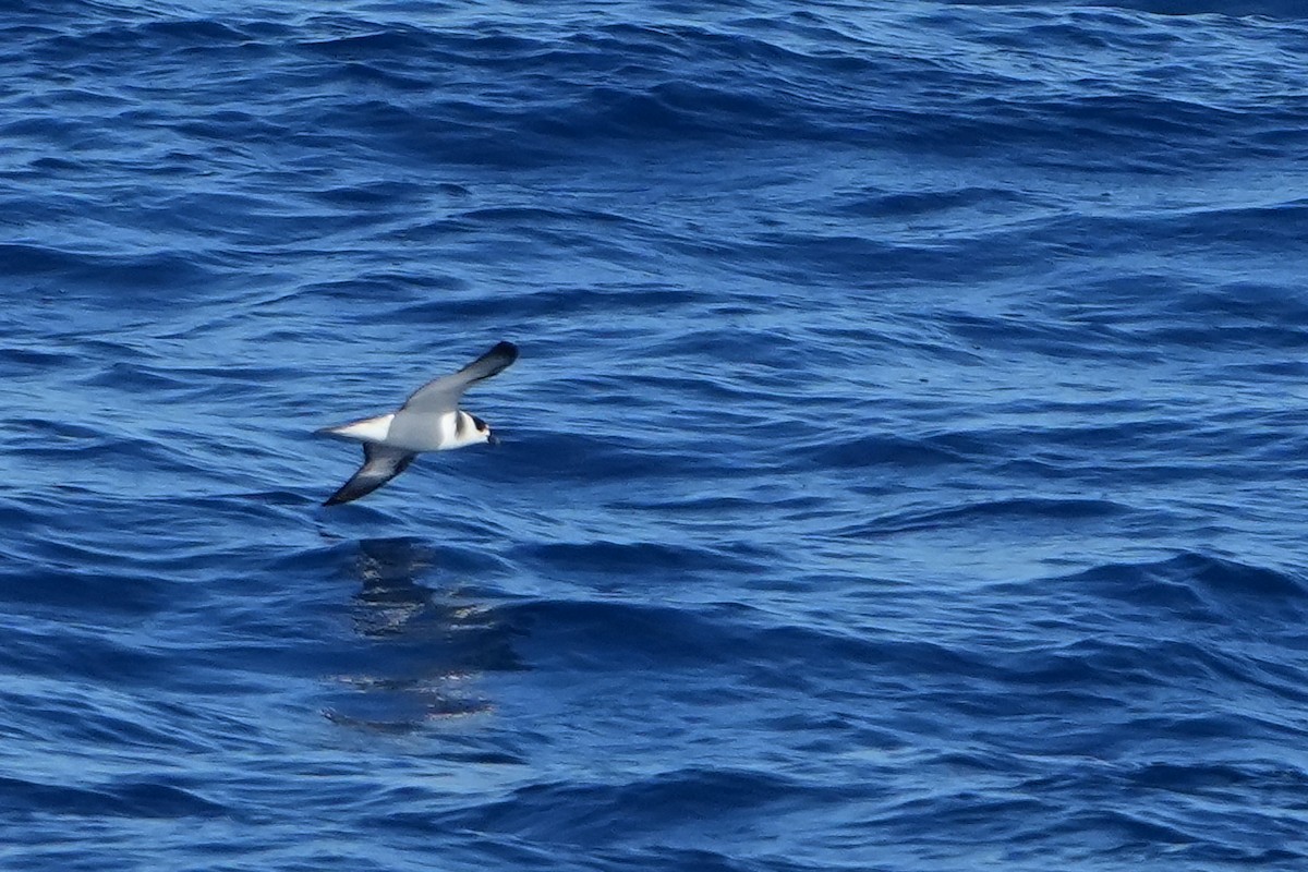 White-necked Petrel - ML644161439