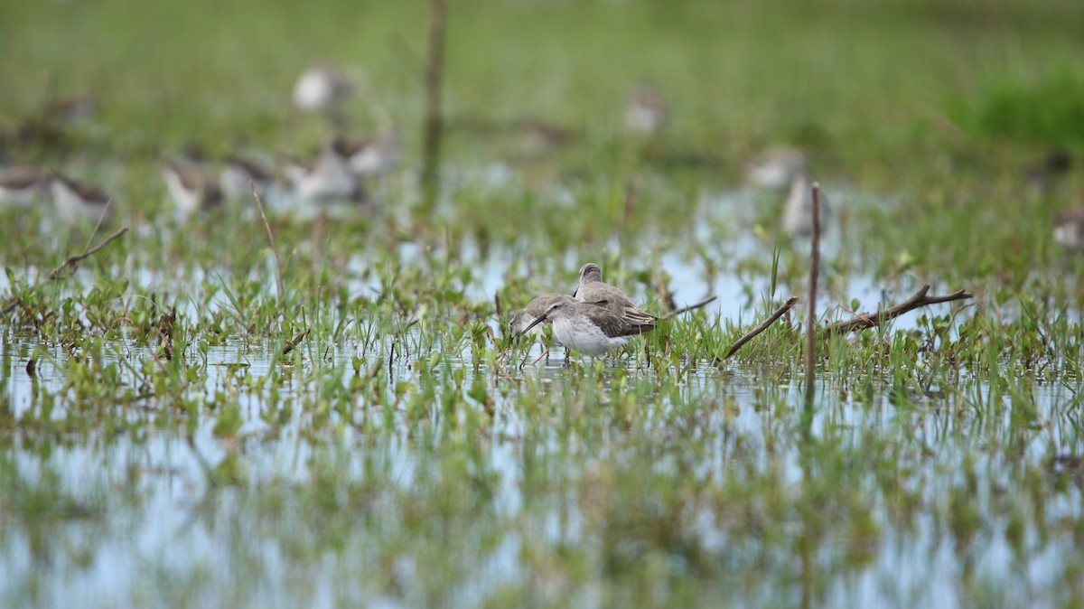 Stilt Sandpiper - ML644161465