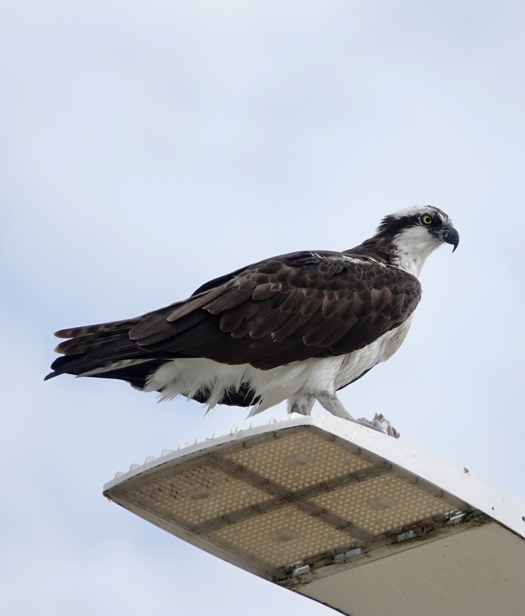 Загасч явлаг - ML644161467