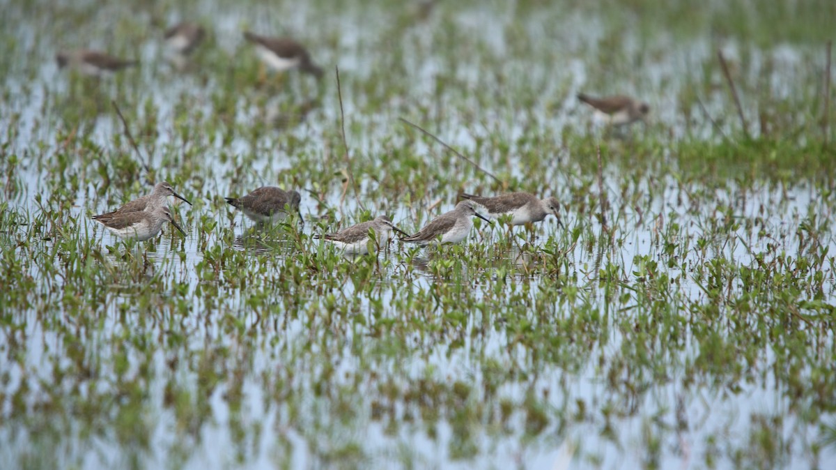 Stilt Sandpiper - ML644161479