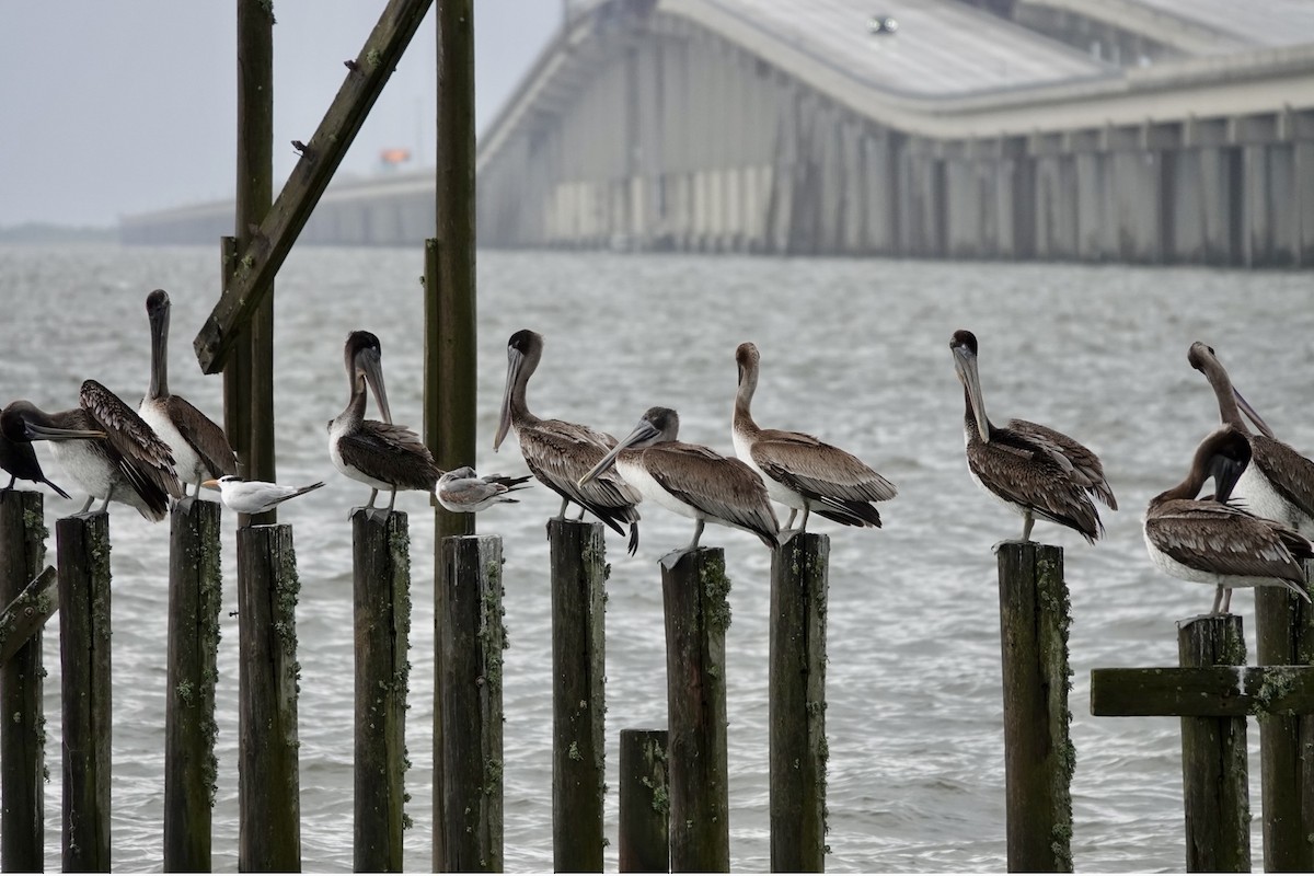 Brown Pelican - ML644161483