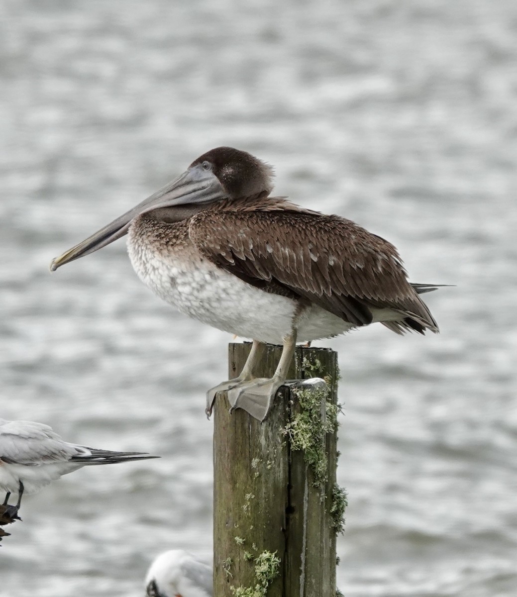 Brown Pelican - ML644161484