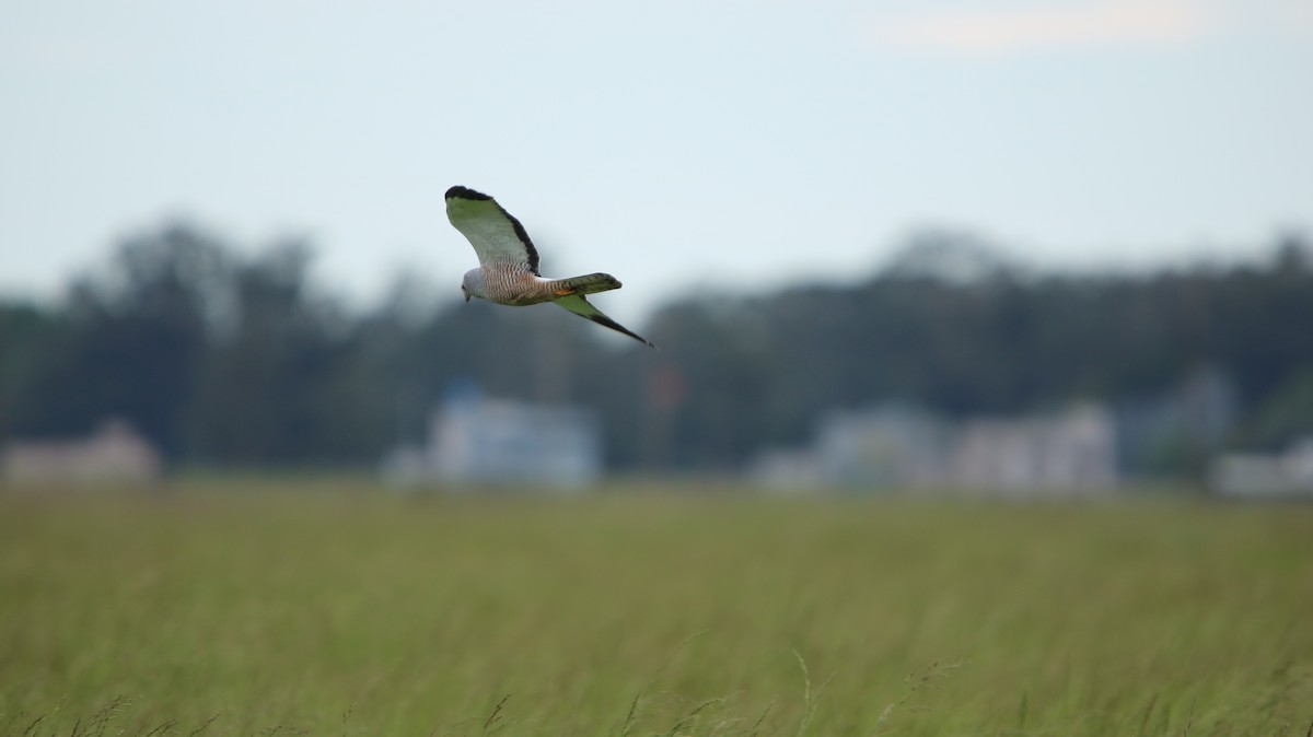 Cinereous Harrier - ML644161498