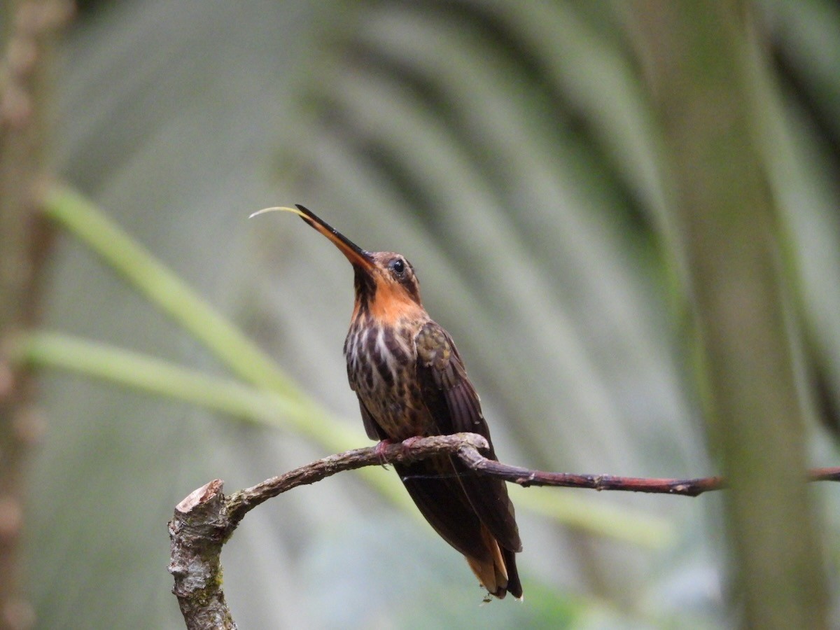 Saw-billed Hermit - ML644161547