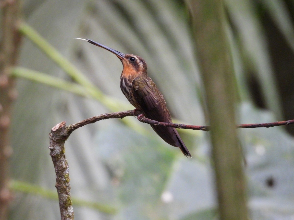 Saw-billed Hermit - ML644161548