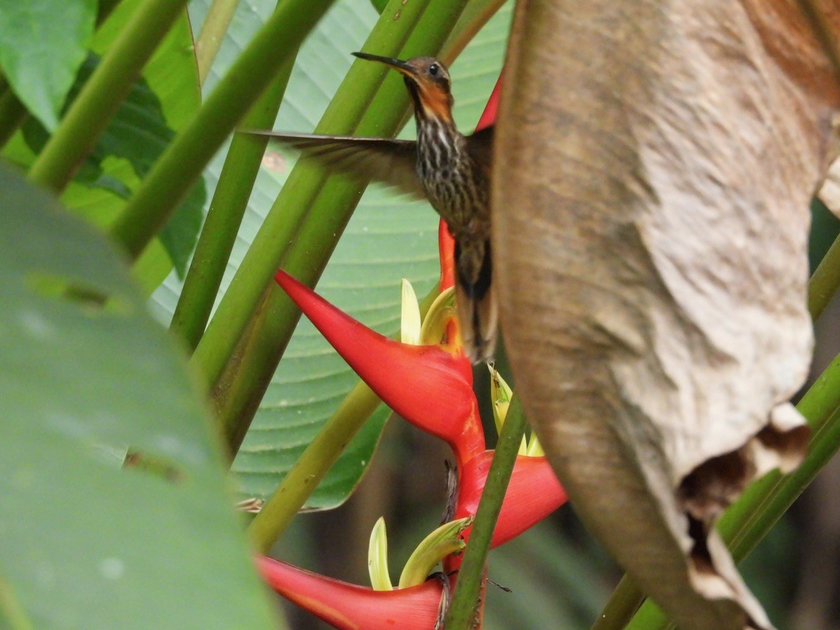 Saw-billed Hermit - ML644161549