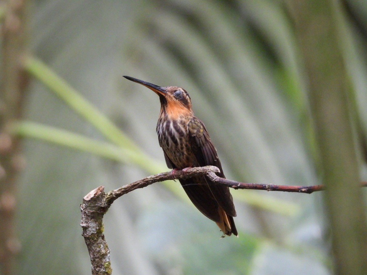 Saw-billed Hermit - ML644161550
