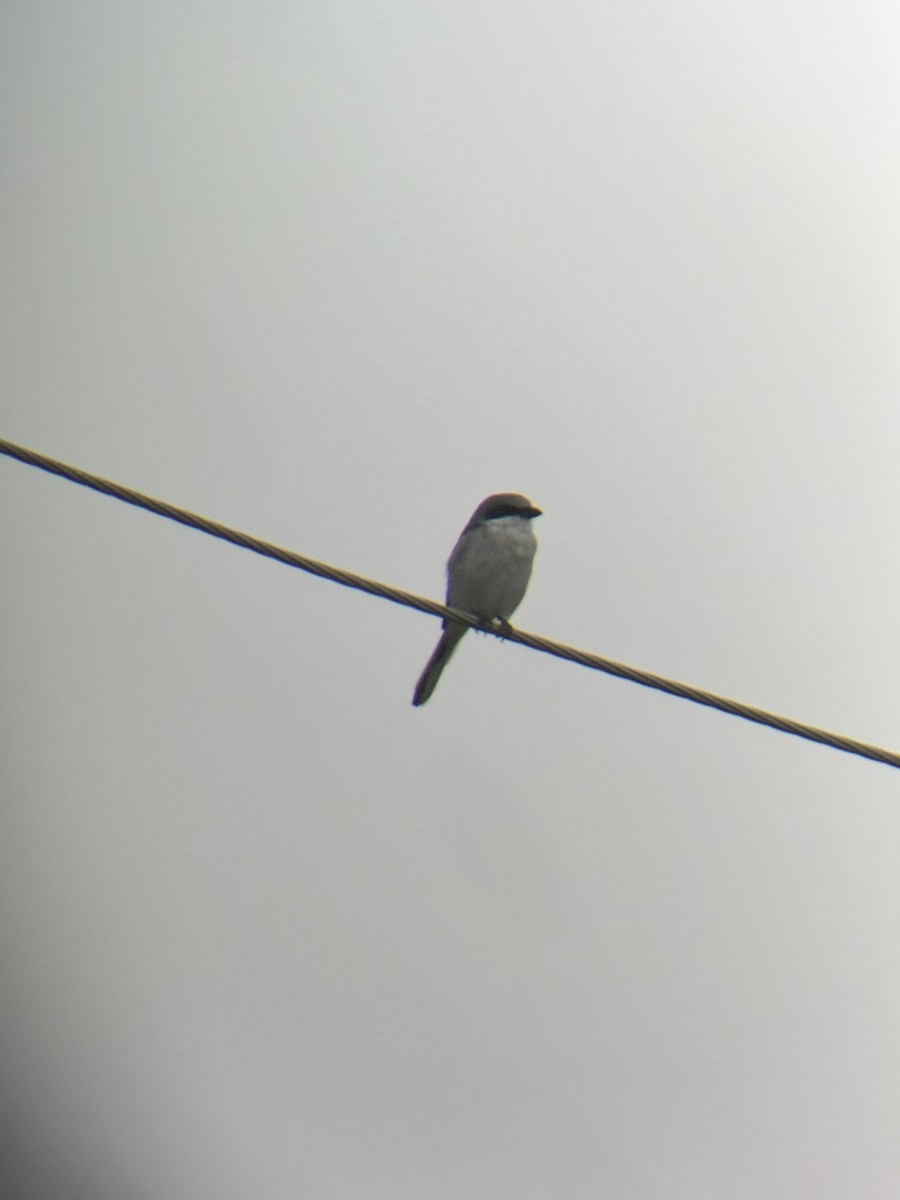 Loggerhead Shrike - ML644161558