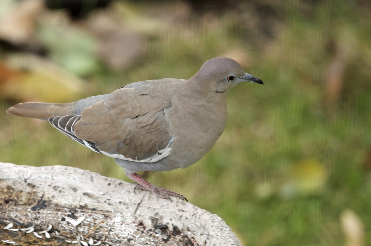 White-winged Dove - ML644161561