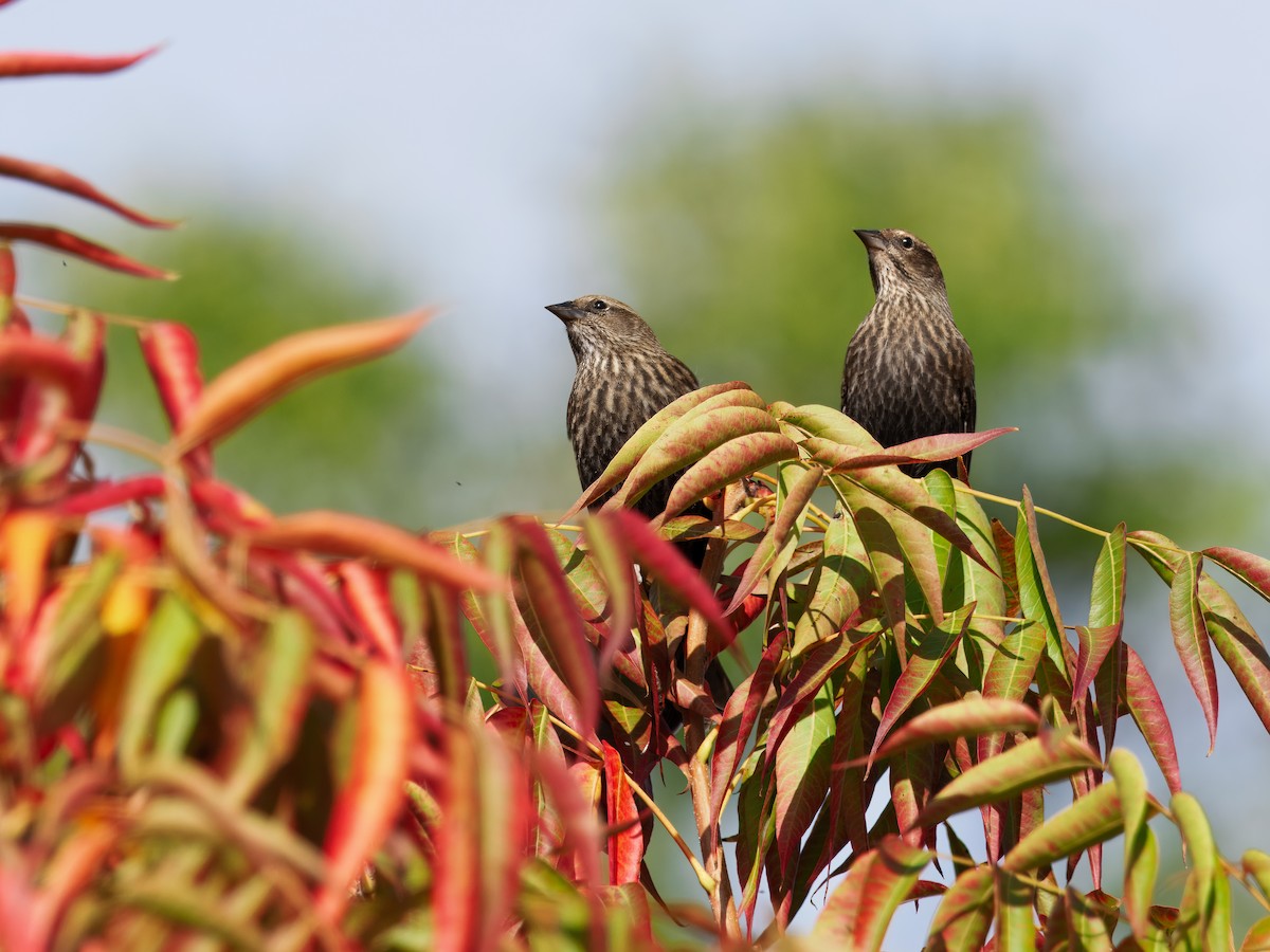 House Finch - ML644161577