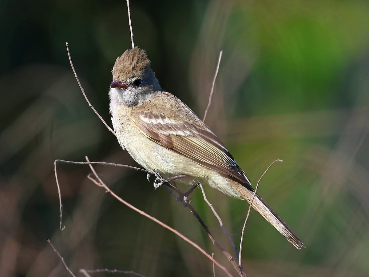 Yellow-bellied Elaenia - ML644161579