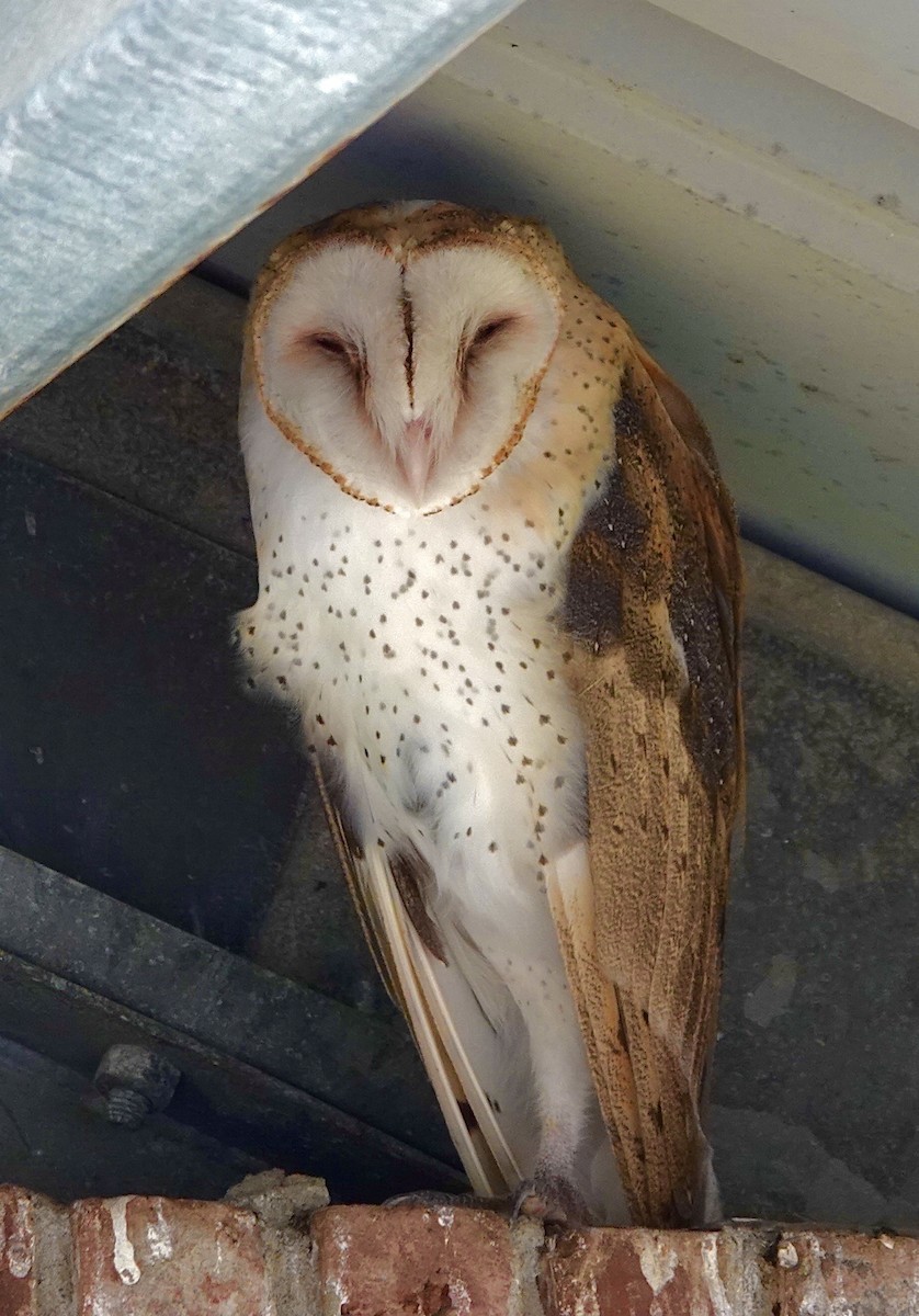 American Barn Owl - ML644161582