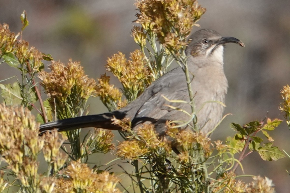Crissal Thrasher - ML644161584
