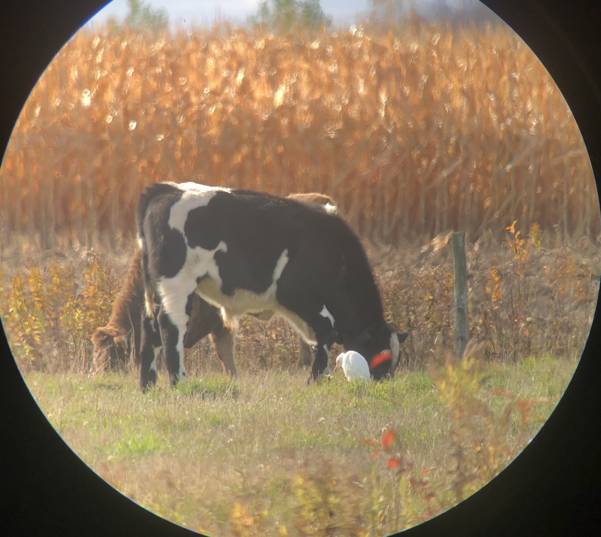 volavka rusohlavá - ML644161589