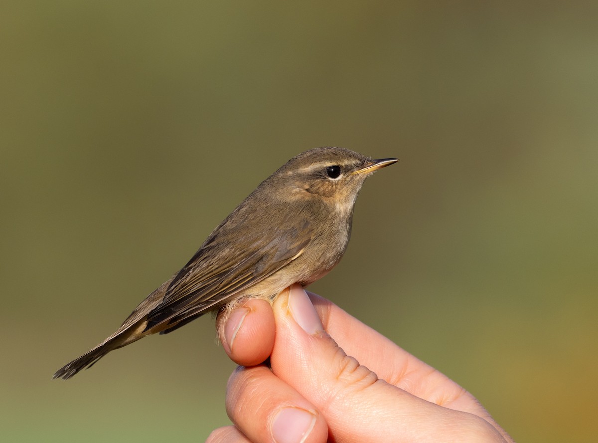 brunsanger - ML644161596