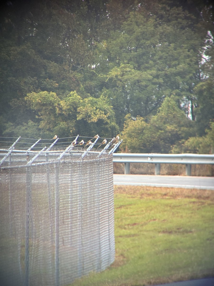 Scissor-tailed Flycatcher - ML644161607