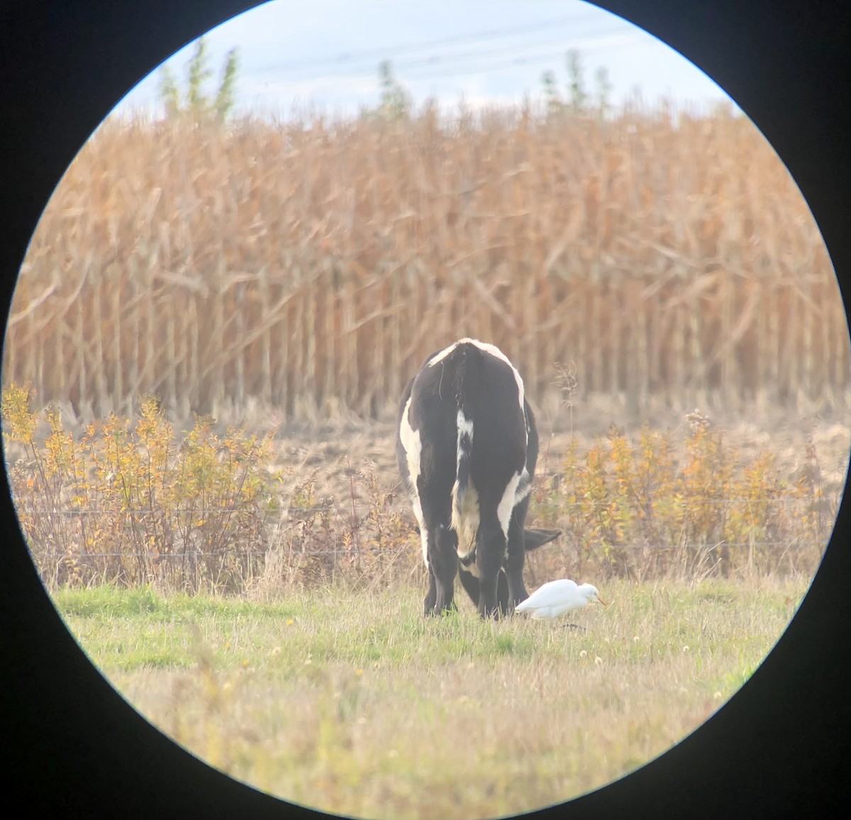 volavka rusohlavá - ML644161608