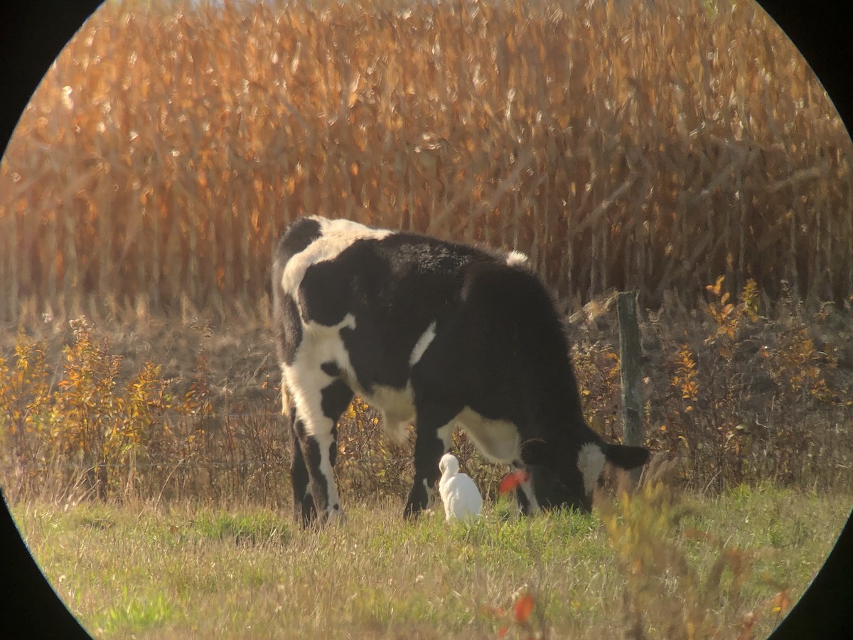 volavka rusohlavá - ML644161609