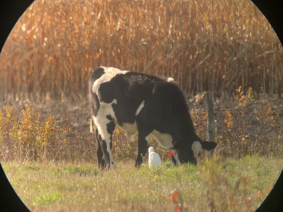 volavka rusohlavá - ML644161610