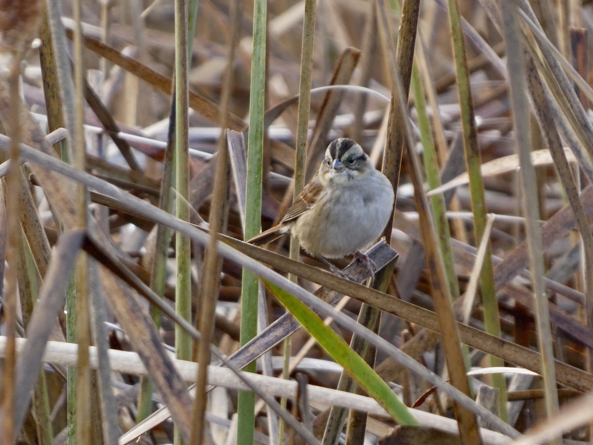 Swamp Sparrow - ML644161637