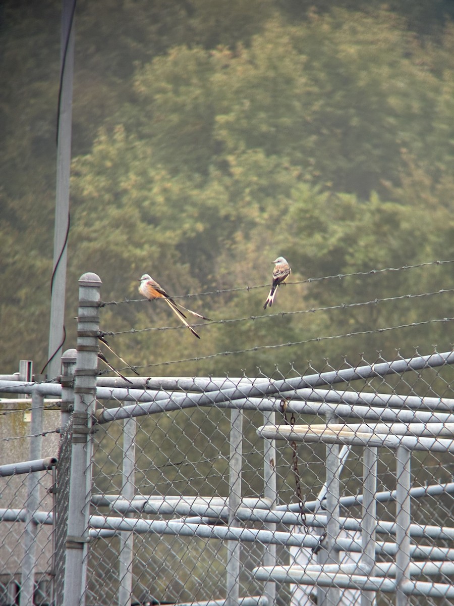 Scissor-tailed Flycatcher - ML644161644