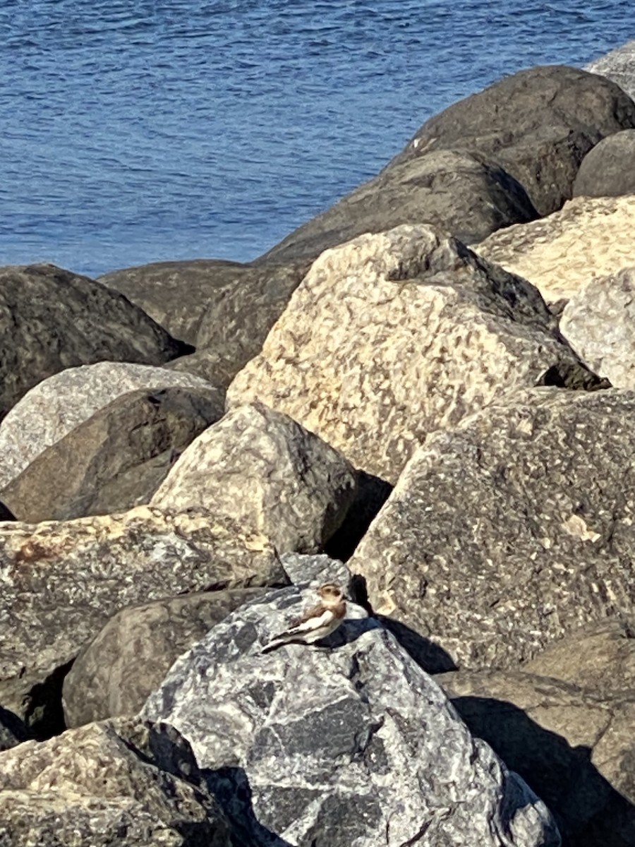 sněhule severní - ML644161652