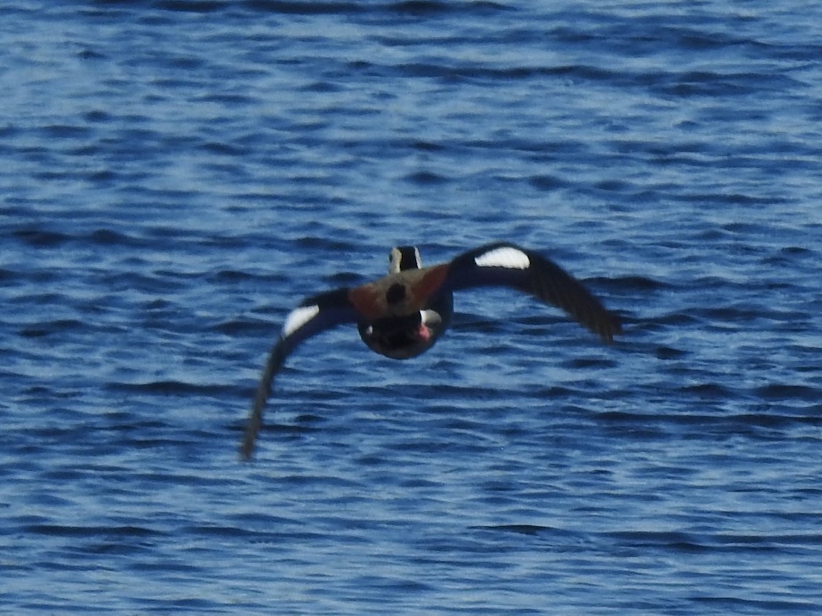 Rotschulterente - ML644161658