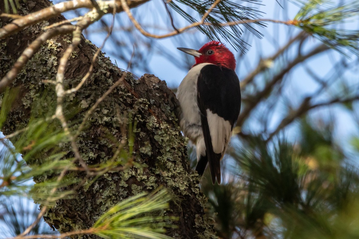 Red-headed Woodpecker - ML644161677