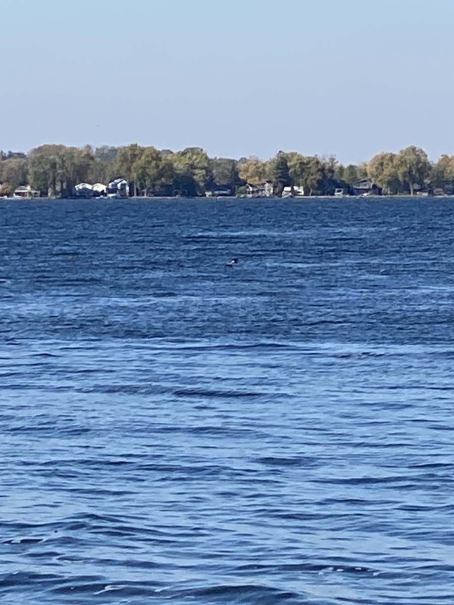 turpan pestrozobý - ML644161686