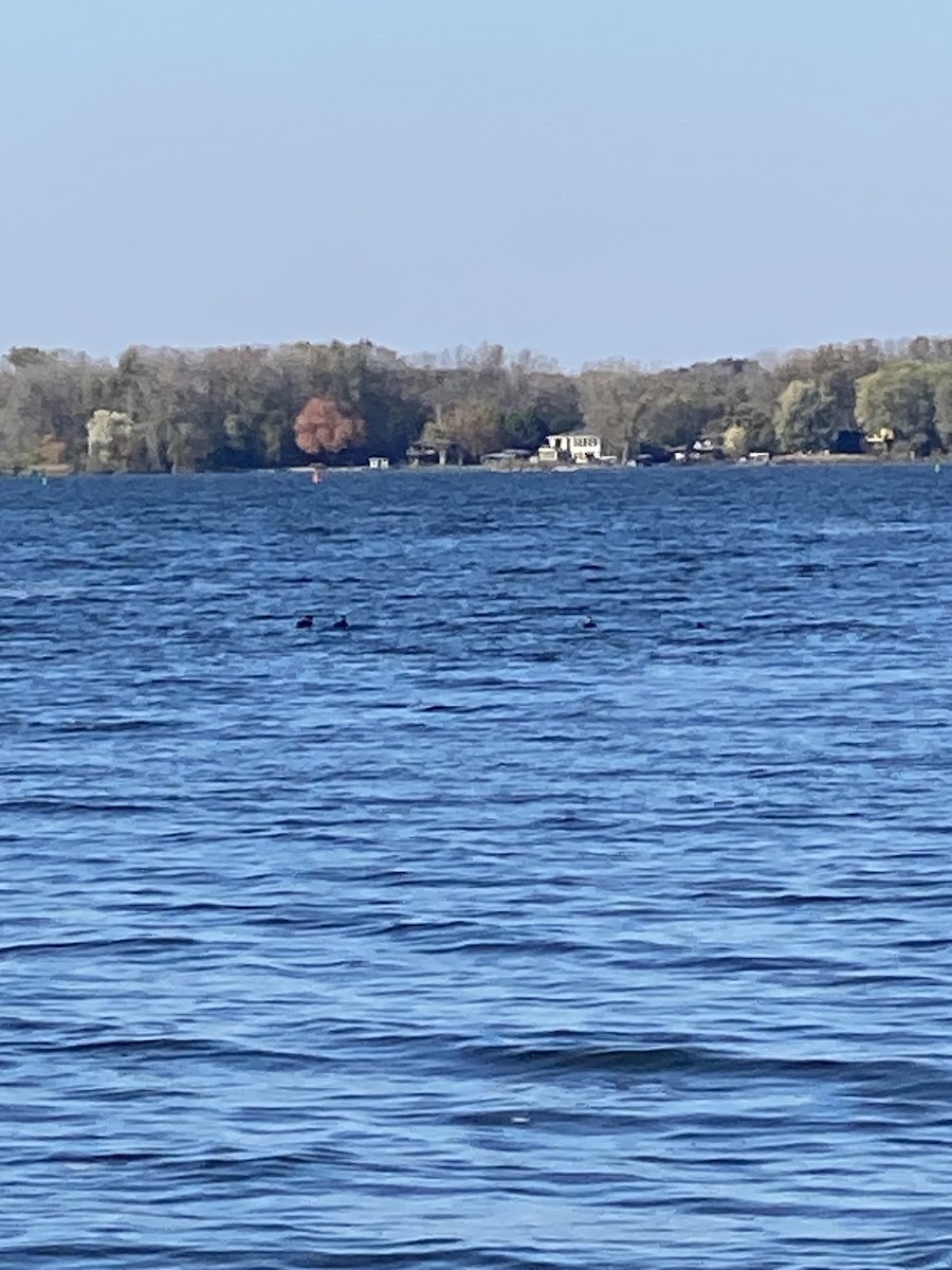 turpan pestrozobý - ML644161687