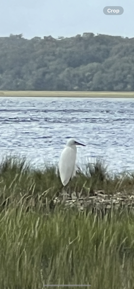 Great Blue Heron (Great White) - ML644161688