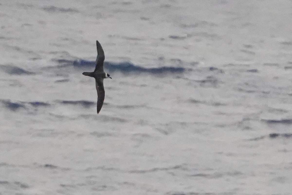 White-necked Petrel - ML644161704
