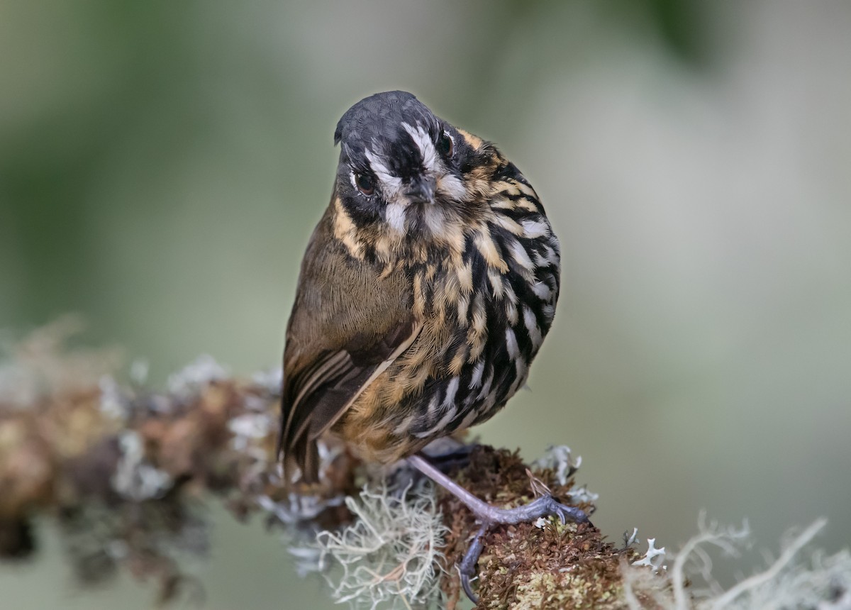 Crescent-faced Antpitta - ML644161720