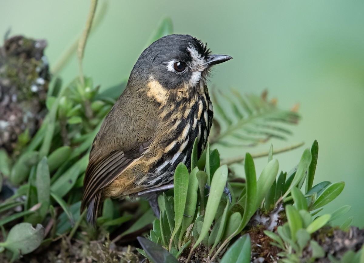 Crescent-faced Antpitta - ML644161721