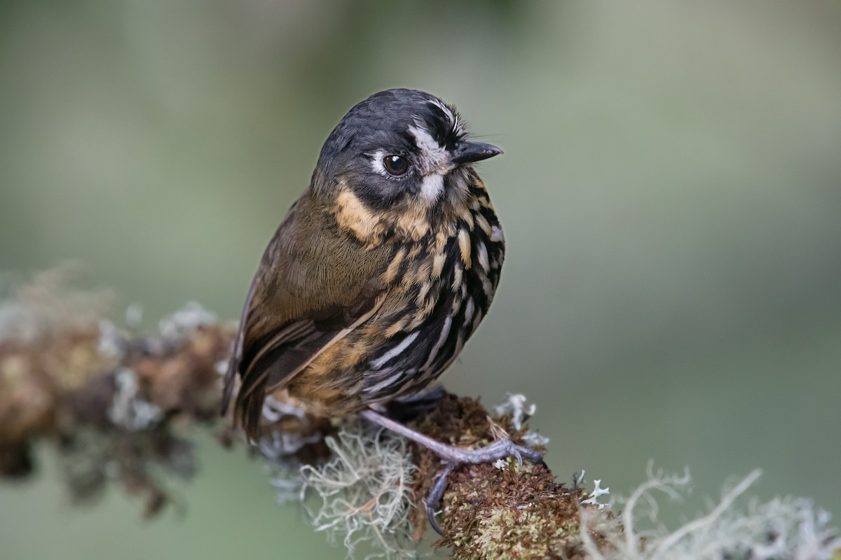 Crescent-faced Antpitta - ML644161722