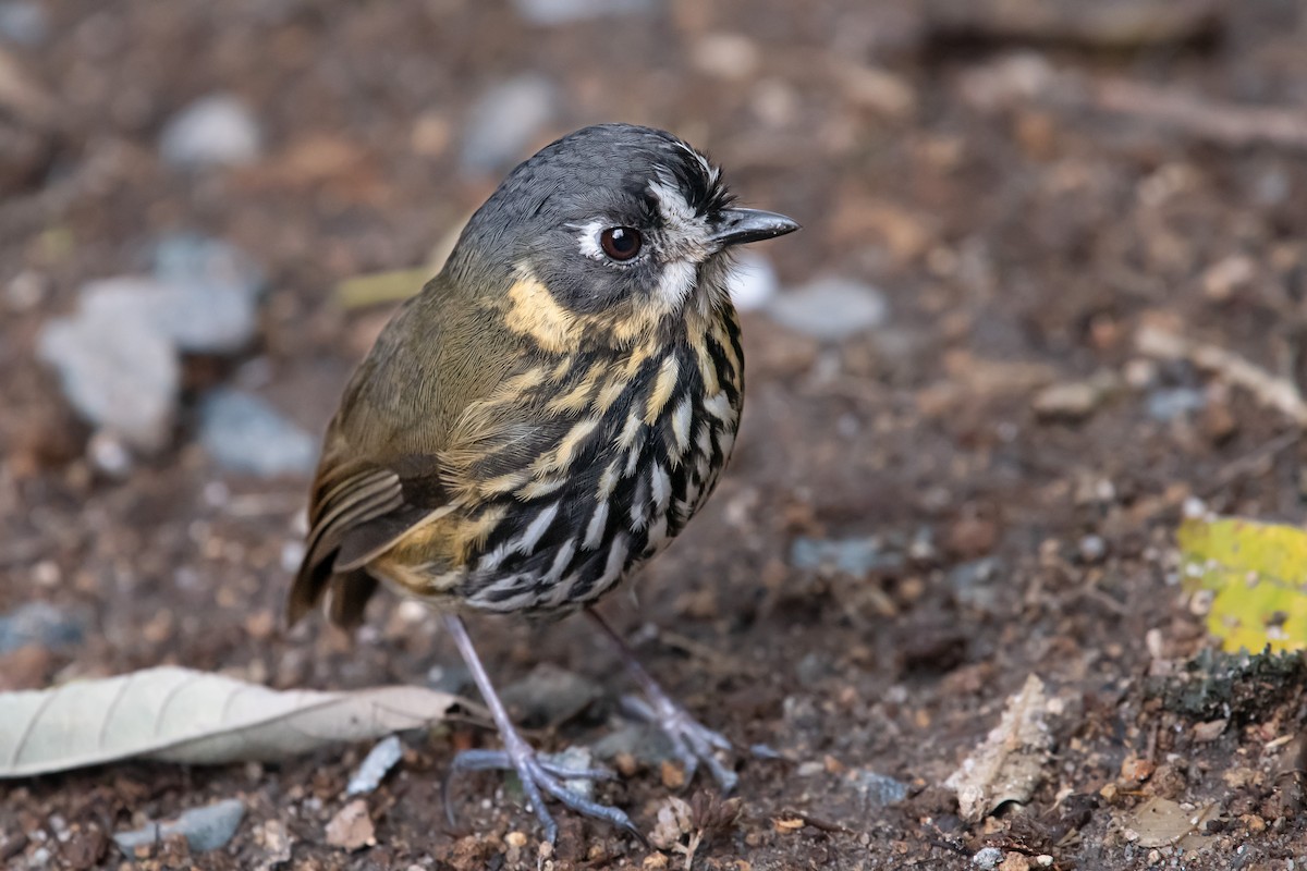 Crescent-faced Antpitta - ML644161723