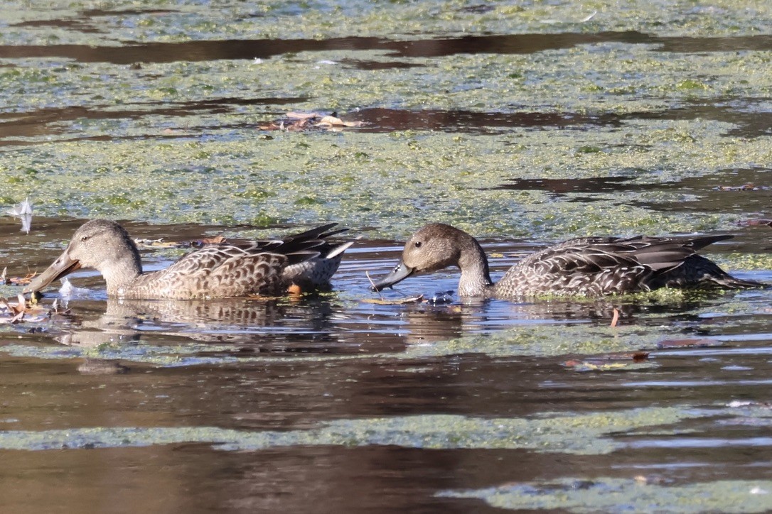 Northern Shoveler - ML644161725