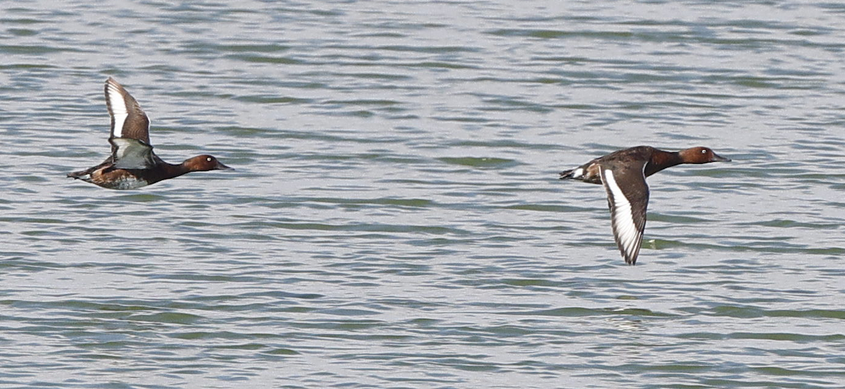 Ferruginous Duck - ML644161730