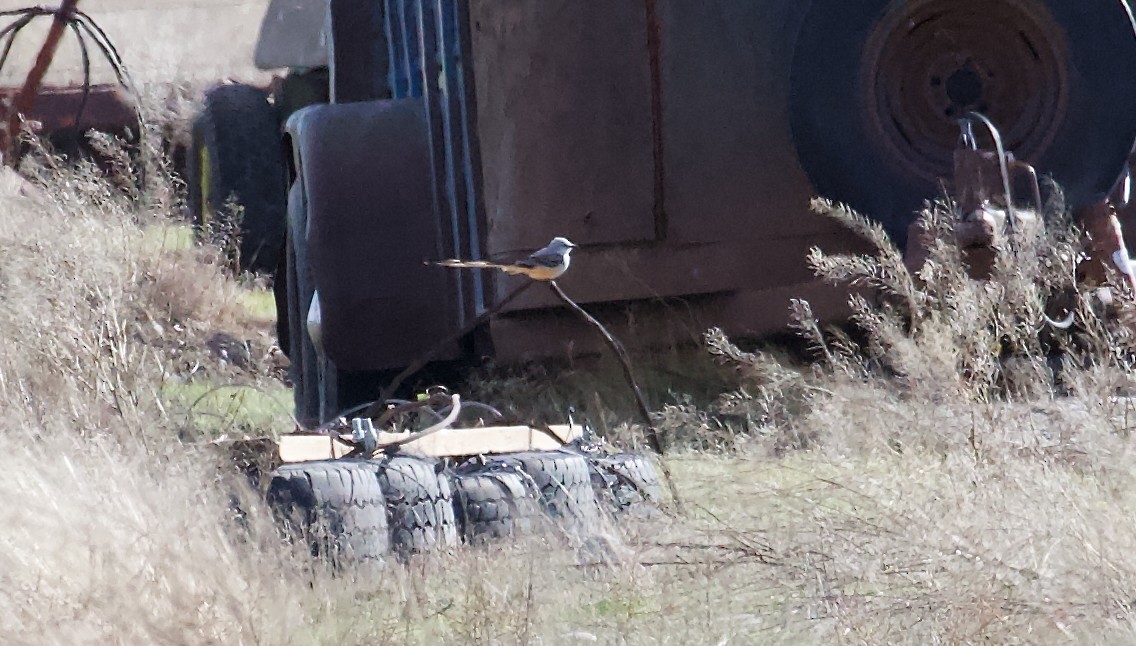 Scissor-tailed Flycatcher - ML644161761