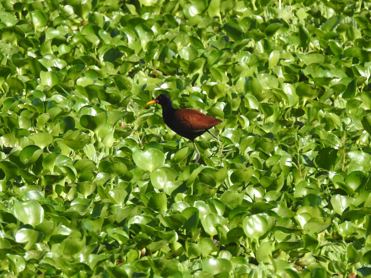 Wattled Jacana - ML644161764