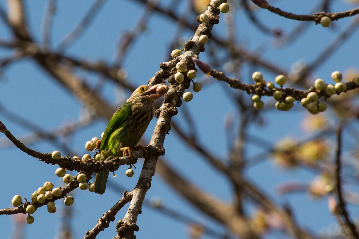 Lineated Barbet - ML644161776