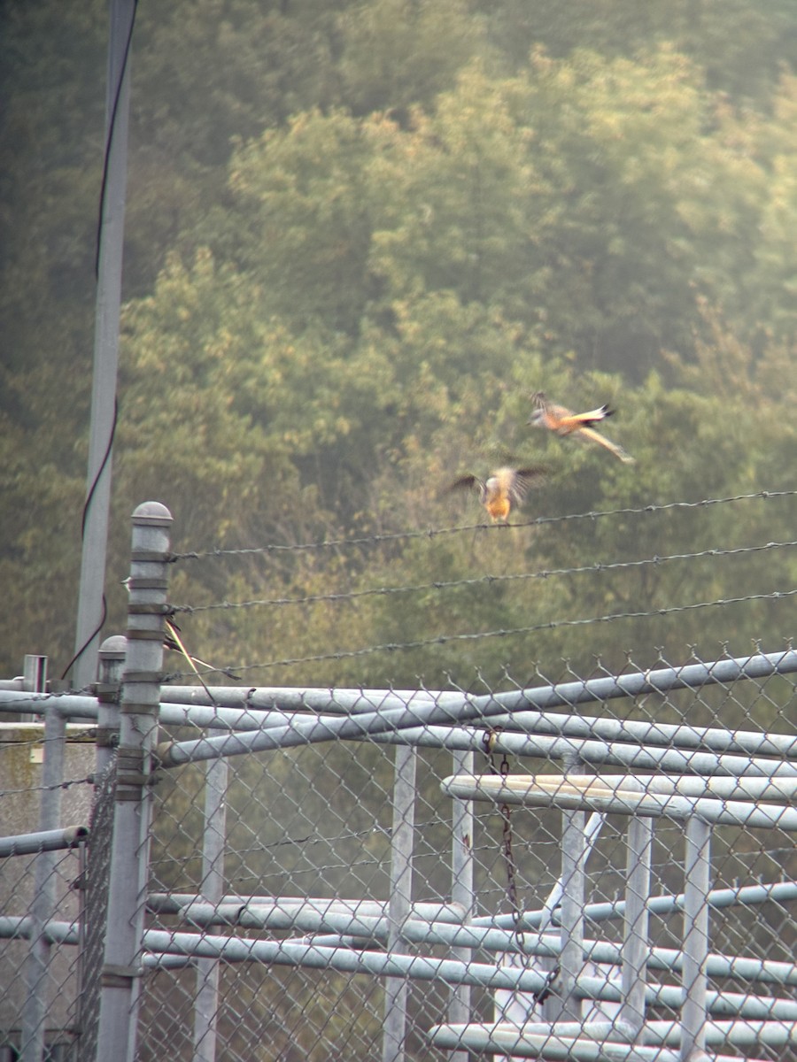 Scissor-tailed Flycatcher - ML644161781