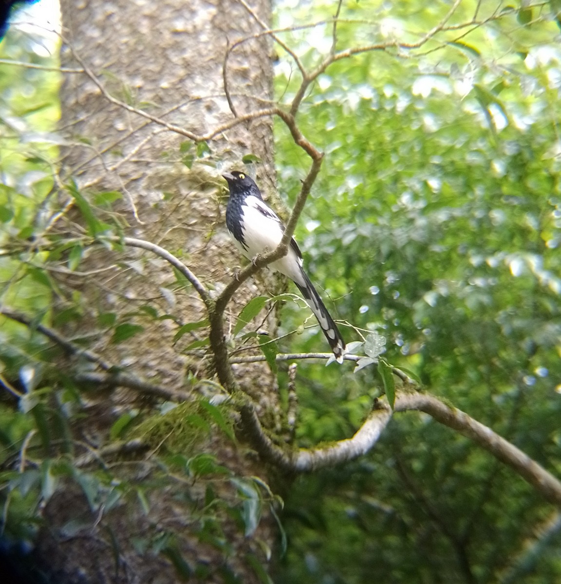 Magpie Tanager - ML644161793