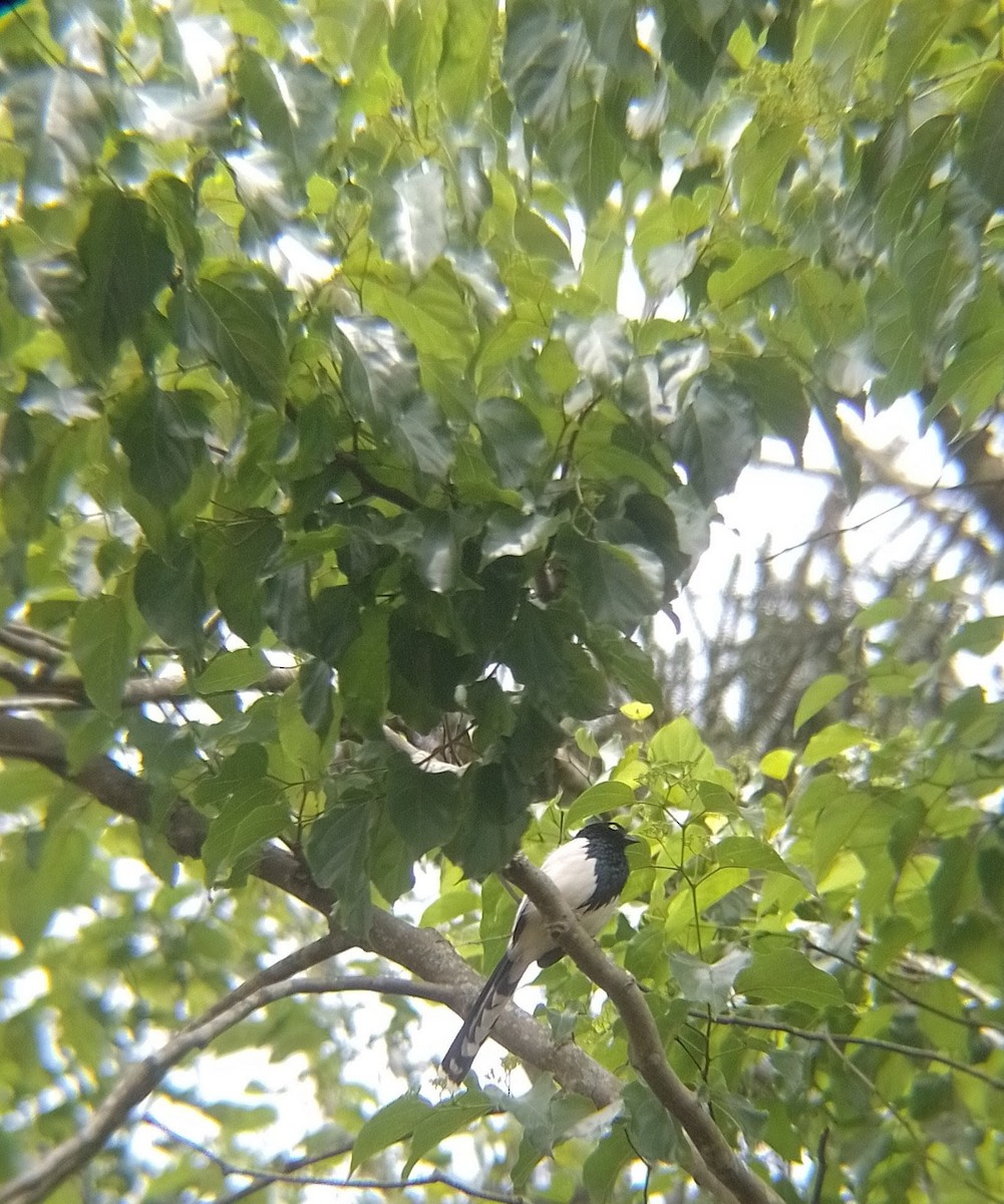 Magpie Tanager - ML644161794