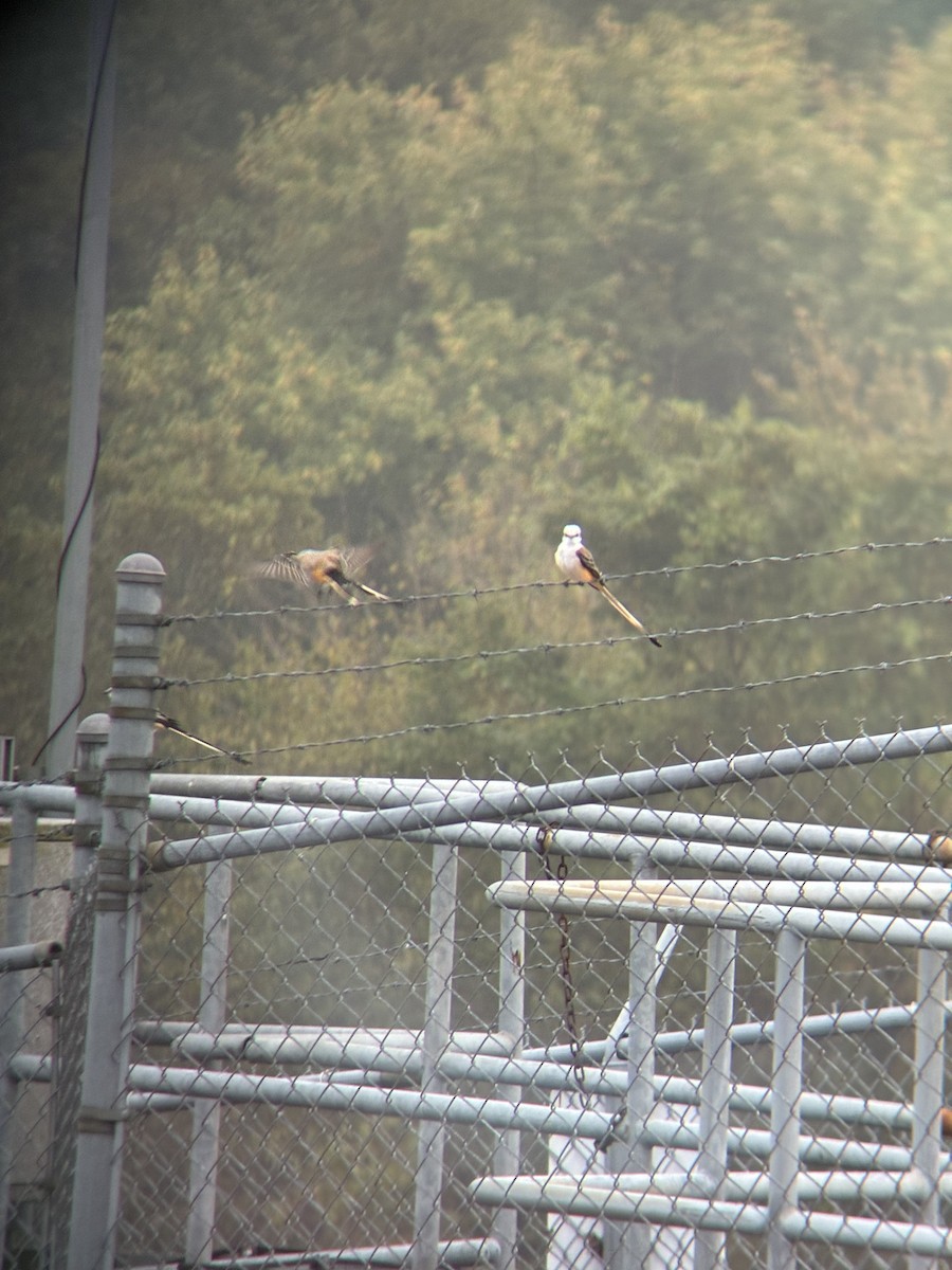 Scissor-tailed Flycatcher - ML644161796
